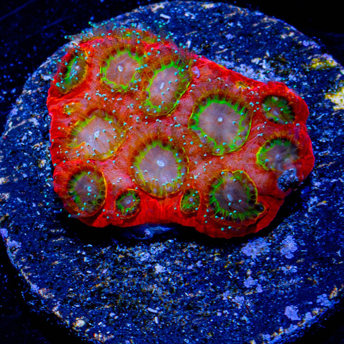 Sector 9 Favia - riptide aquaculture llc