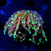 21 tails Torch - riptide aquaculture llc