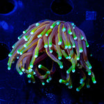 21 tails Torch - riptide aquaculture llc