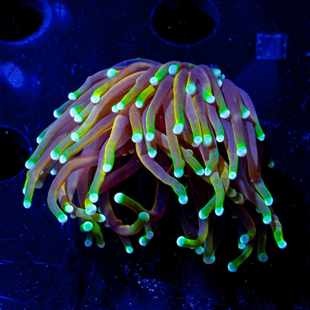 21 tails Torch - riptide aquaculture llc