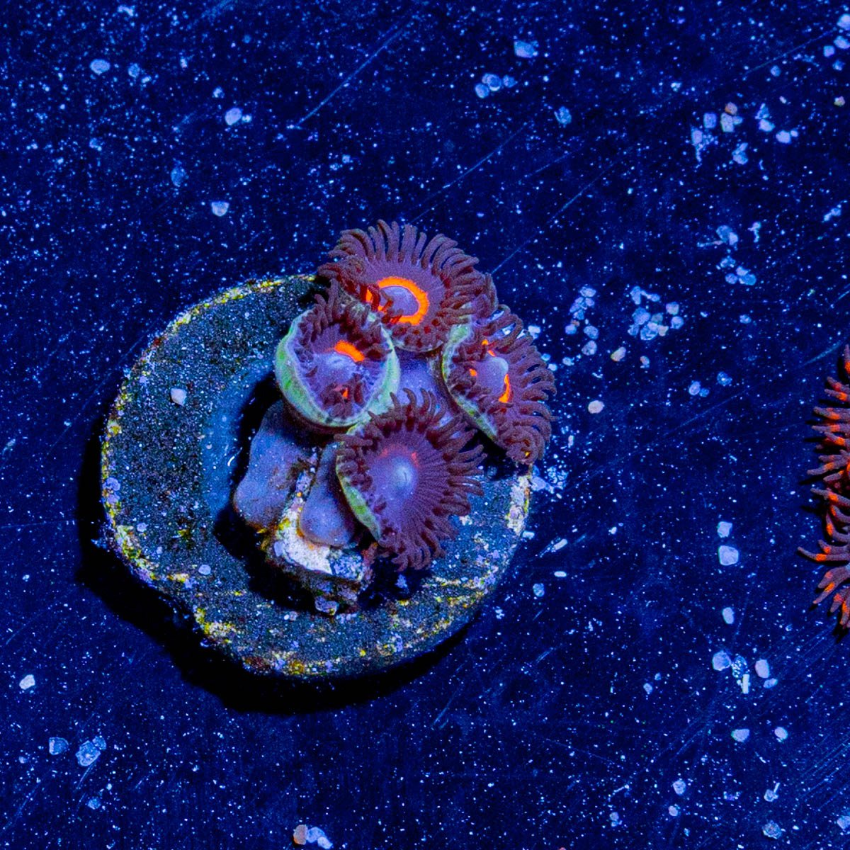 Jamba Juice Zoanthid - riptide aquaculture llc