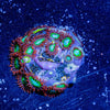 Valyrian Steel Zoanthid - riptide aquaculture llc