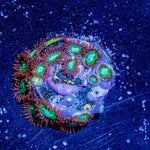 Valyrian Steel Zoanthid - riptide aquaculture llc