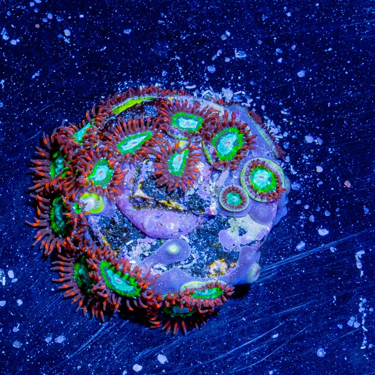 Valyrian Steel Zoanthid - riptide aquaculture llc