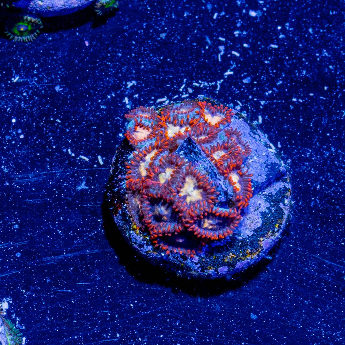 Firecracker Zoanthid - riptide aquaculture llc