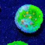 Space Invader Chalice - riptide aquaculture llc