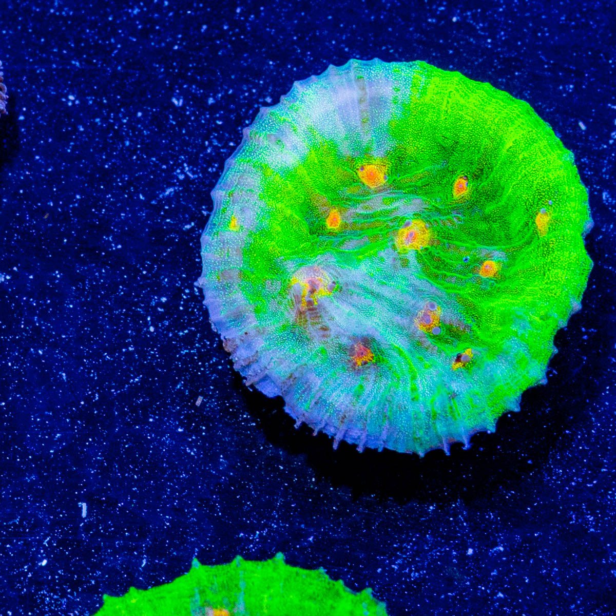 Space Invader Chalice - riptide aquaculture llc