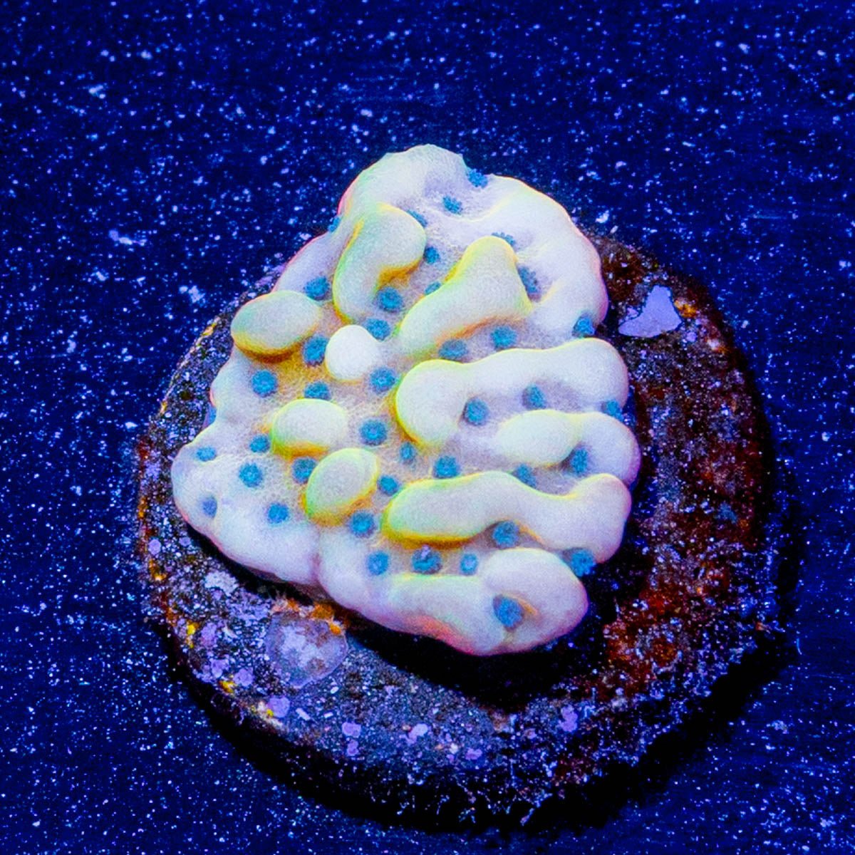 Beach Bum Montipora - riptide aquaculture llc
