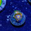 Daisy Cutter Zoanthid - riptide aquaculture llc