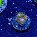 Daisy Cutter Zoanthid - riptide aquaculture llc