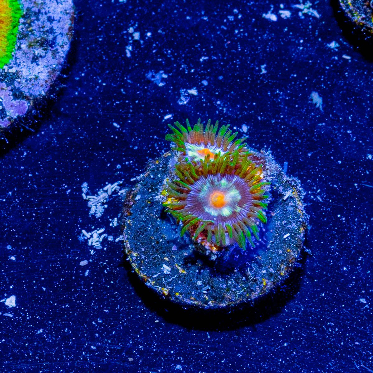 Daisy Cutter Zoanthid - riptide aquaculture llc