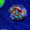 Valyrian Steel Zoanthid - riptide aquaculture llc