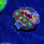 Valyrian Steel Zoanthid - riptide aquaculture llc