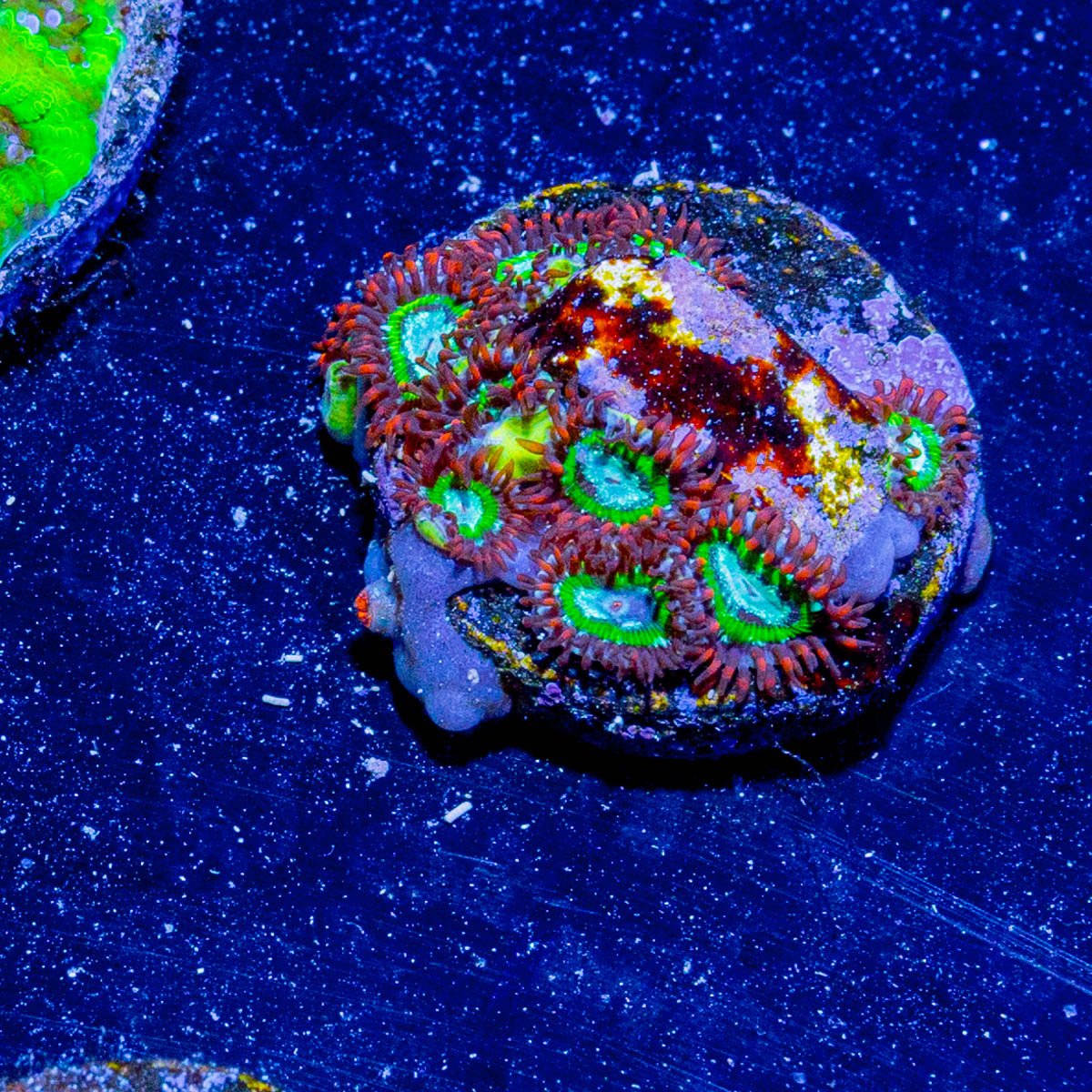 Valyrian Steel Zoanthid - riptide aquaculture llc