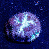 Blue Steel Blasto - riptide aquaculture llc