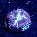 Blue Steel Blasto - riptide aquaculture llc