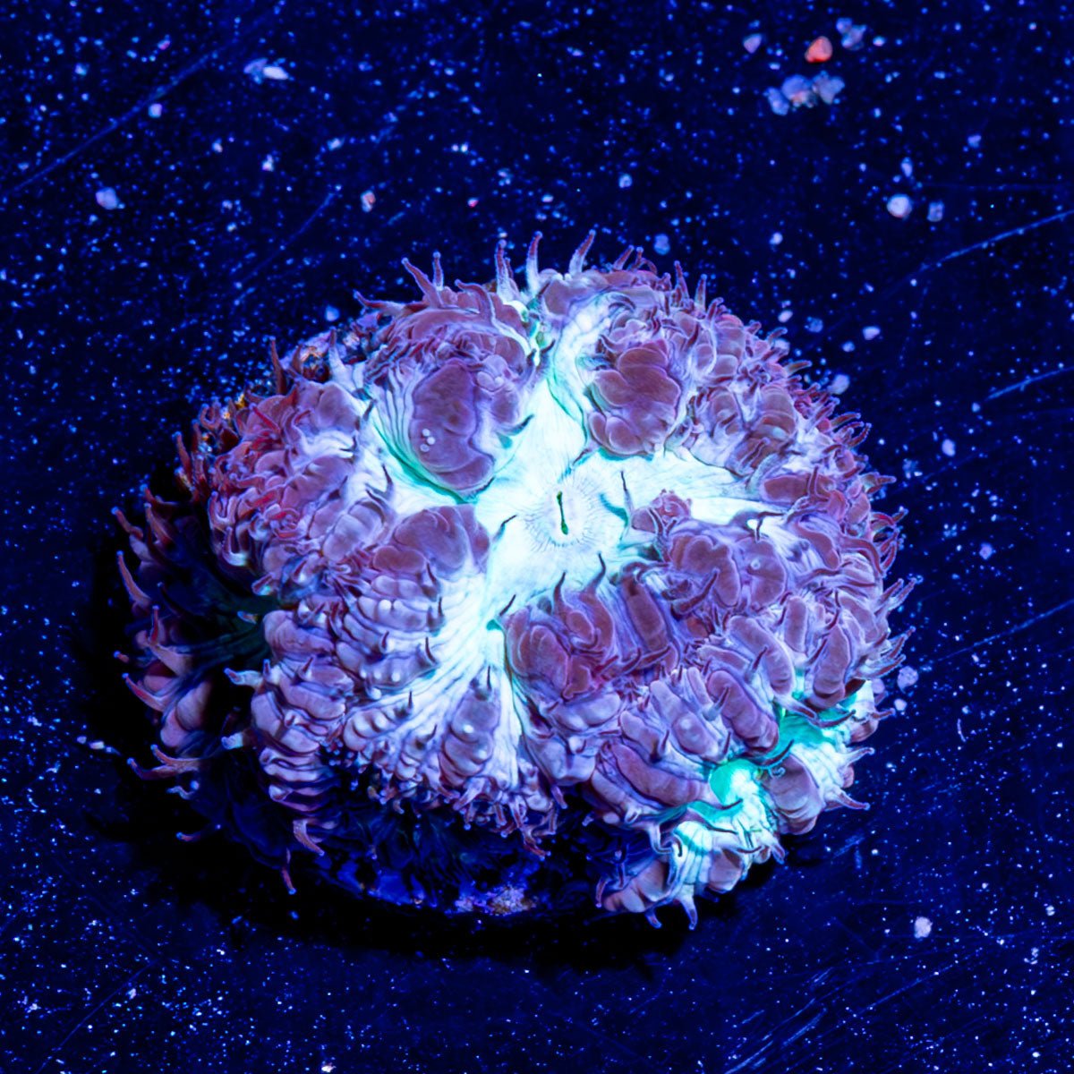 Blue Steel Blasto - riptide aquaculture llc