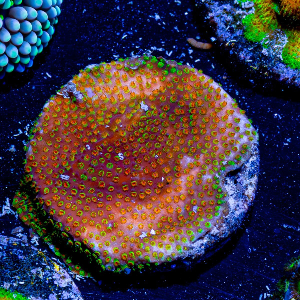 Loony Toons Stylostillia - riptide aquaculture llc