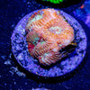 StarScream Favia - riptide aquaculture llc