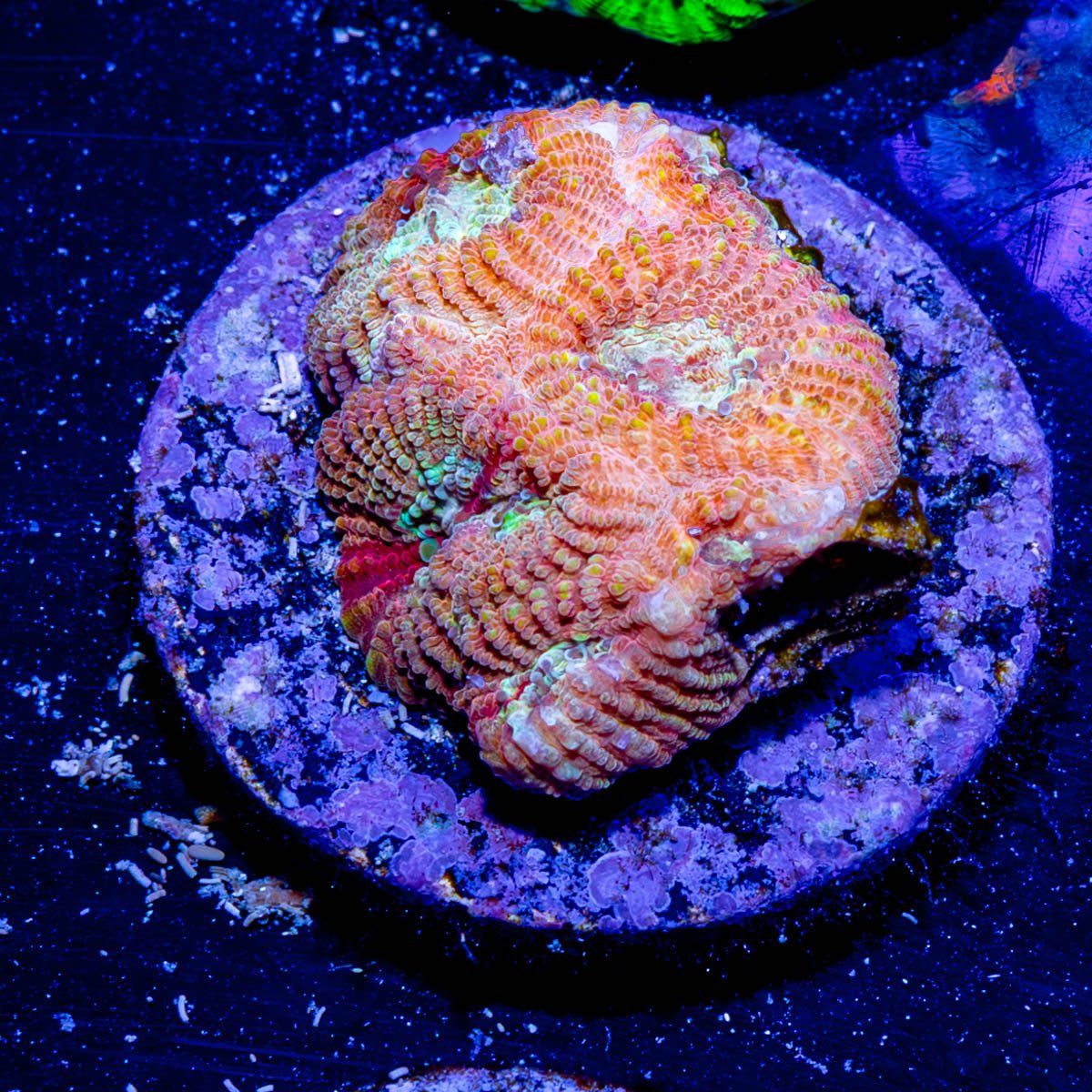 StarScream Favia - riptide aquaculture llc