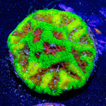 Poison Dart Frog Favia - riptide aquaculture llc