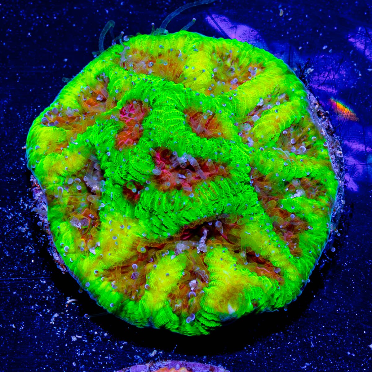 Poison Dart Frog Favia - riptide aquaculture llc