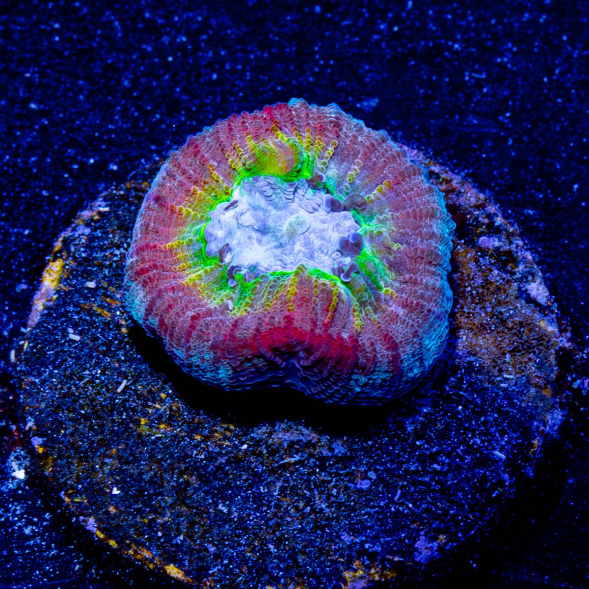 Fantasia Favia - riptide aquaculture llc