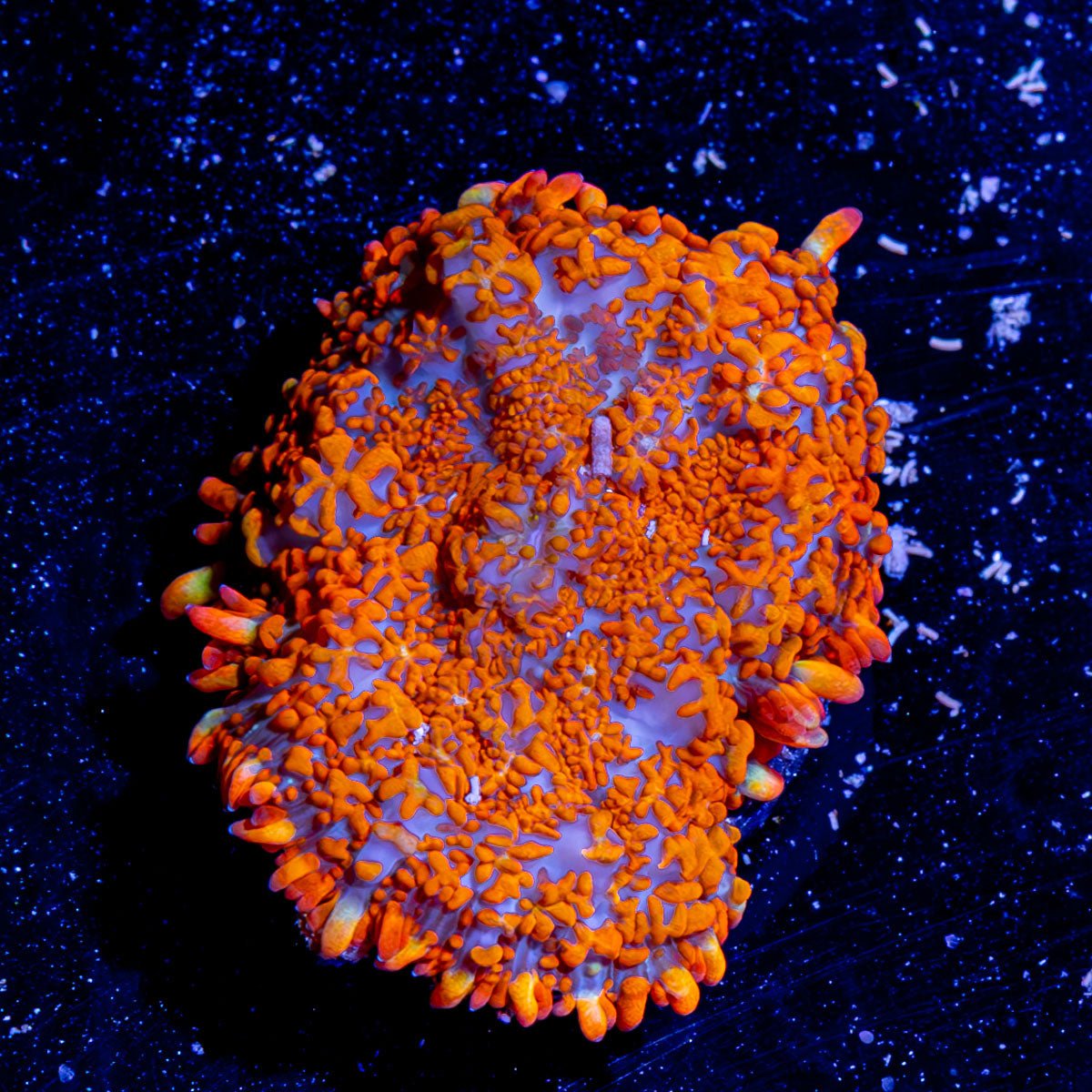 Fireball Rhodactis Mushroom - riptide aquaculture llc