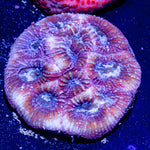 Pink Dumbo Favia - riptide aquaculture llc