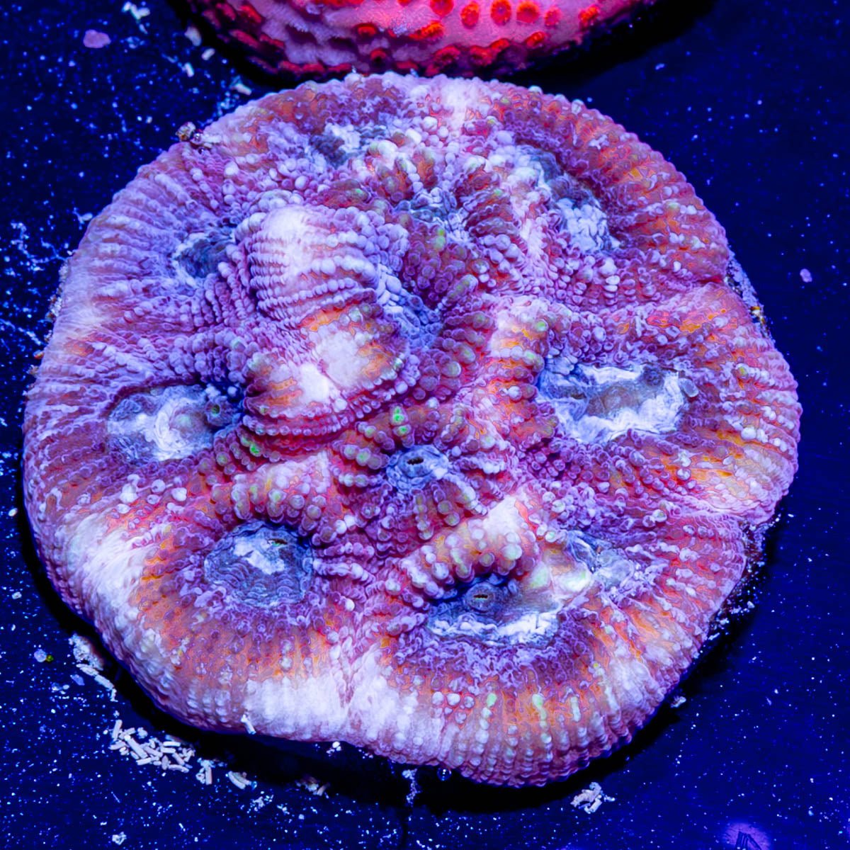 Pink Dumbo Favia - riptide aquaculture llc