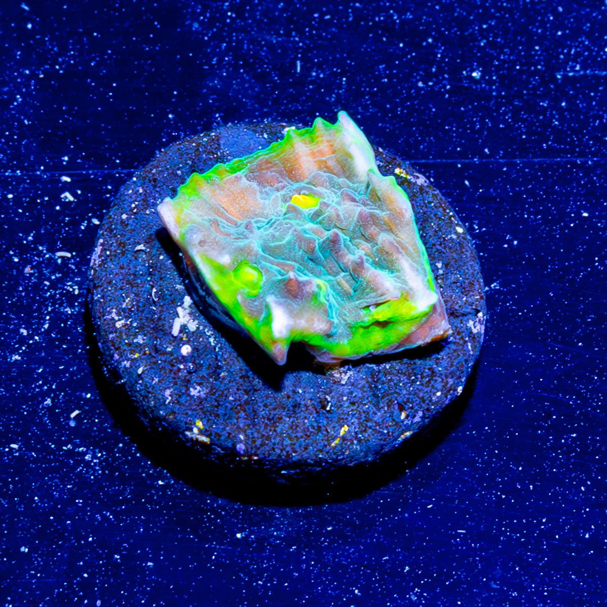 Limewire Chalice - riptide aquaculture llc