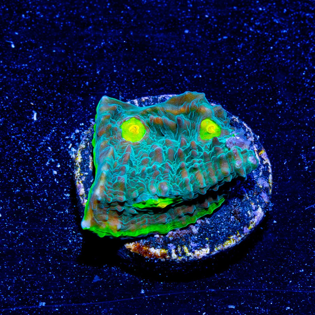 Limewire Chalice - riptide aquaculture llc
