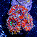 Acan / Micromussa - riptide aquaculture llc
