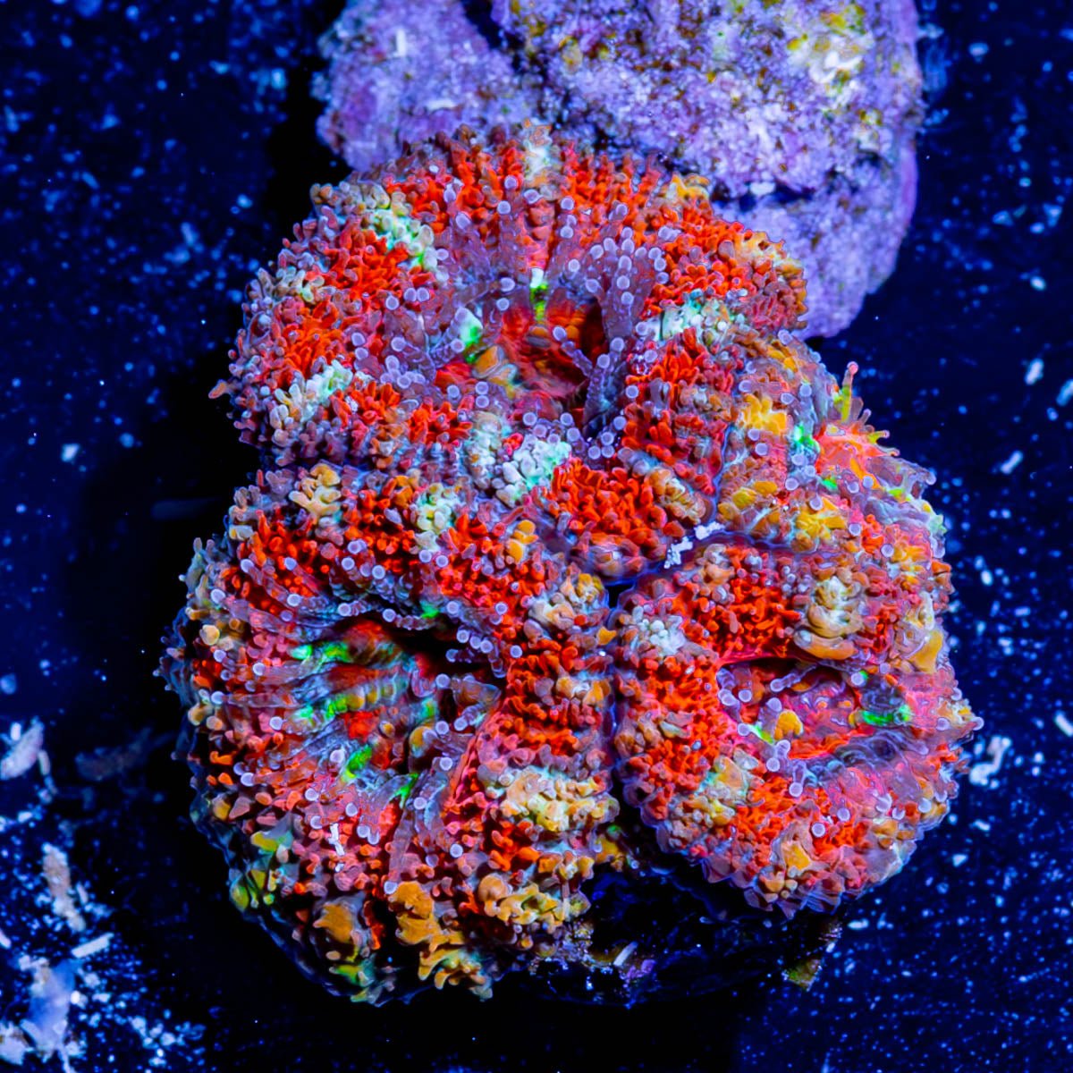 Acan / Micromussa - riptide aquaculture llc