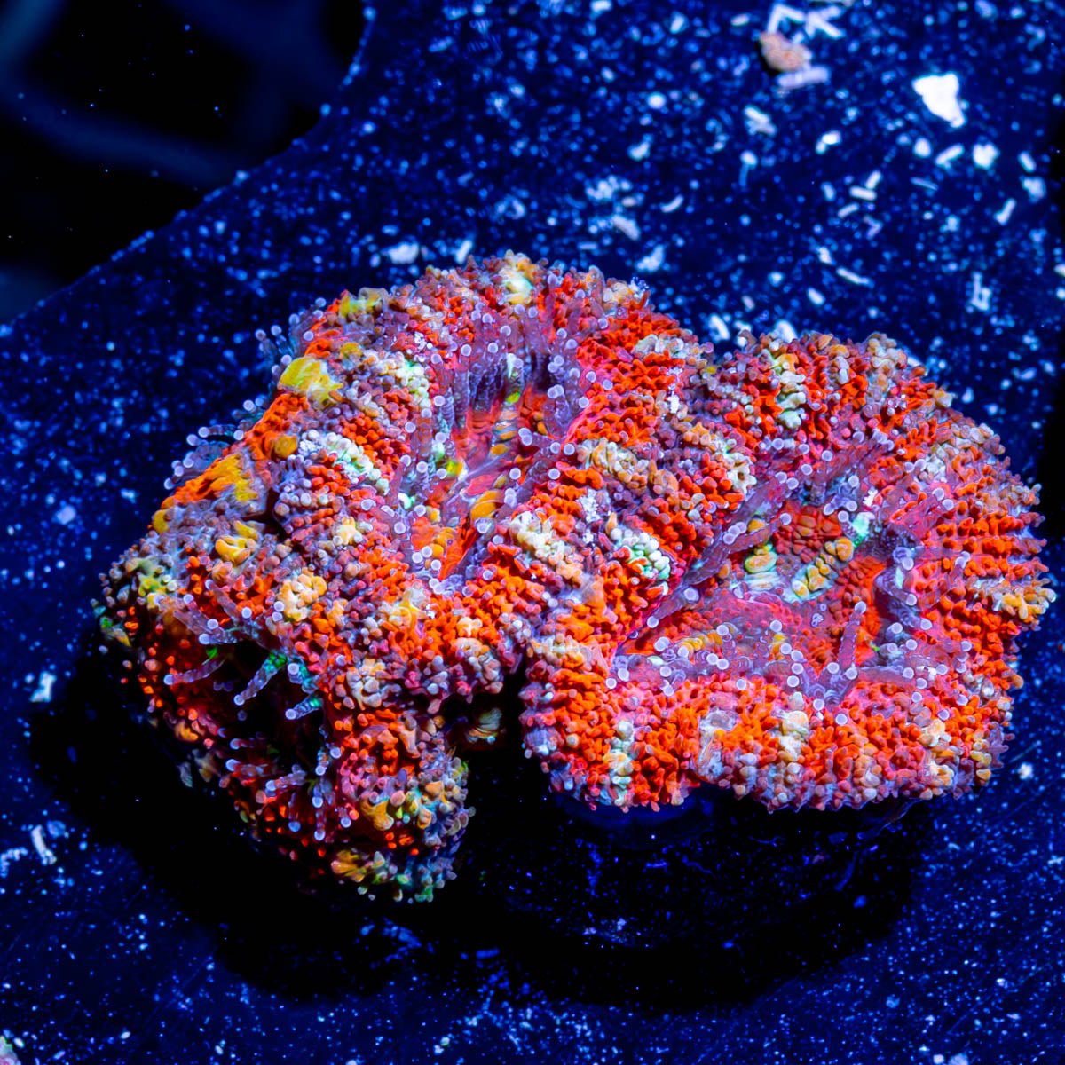 Acan / Micromussa - riptide aquaculture llc