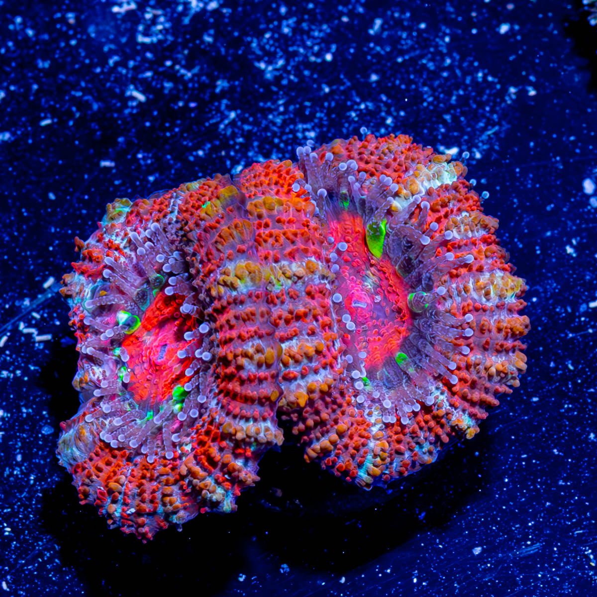 Acan / Micromussa - riptide aquaculture llc