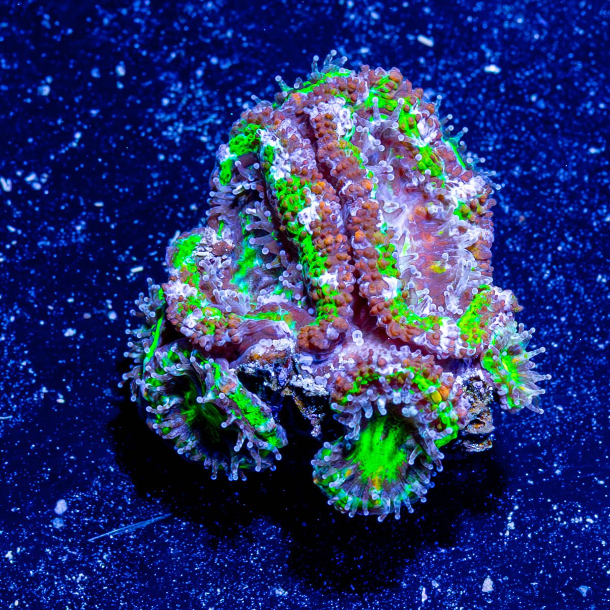 Acan / Micromussa - riptide aquaculture llc