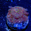 Acan / Micromussa - riptide aquaculture llc
