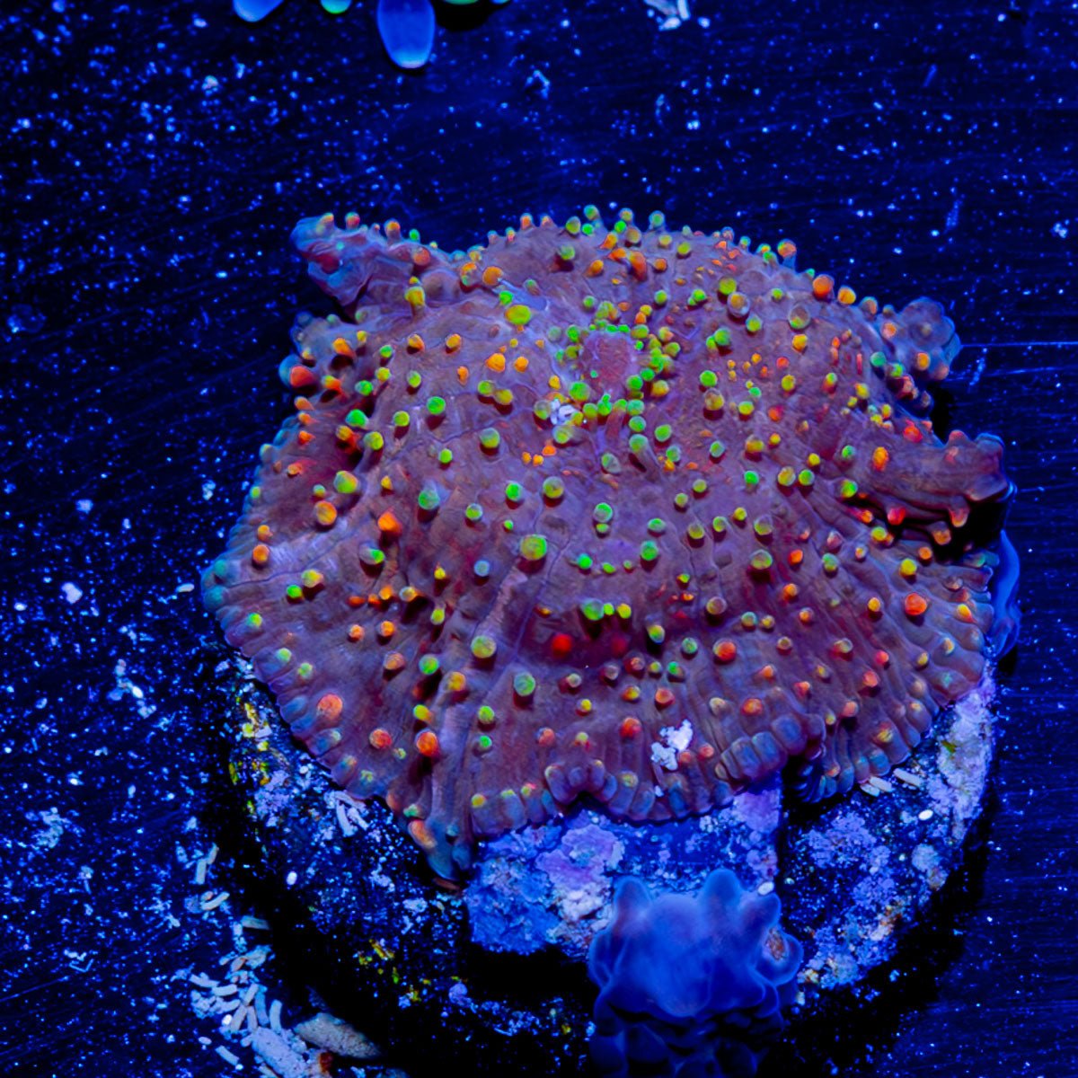 Acan / Micromussa - riptide aquaculture llc