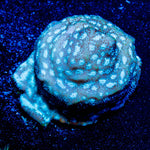 Acan / Micromussa - riptide aquaculture llc