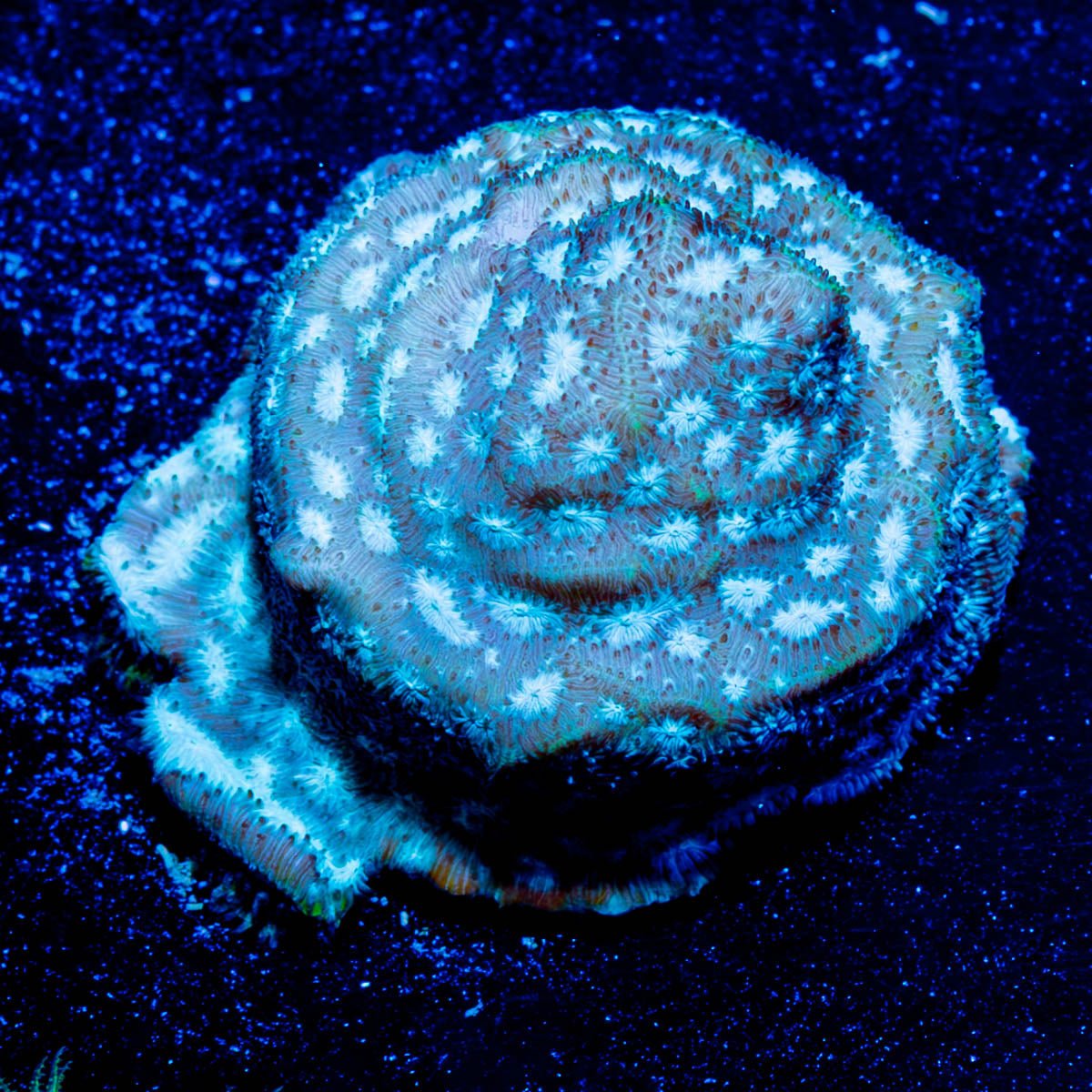 Acan / Micromussa - riptide aquaculture llc