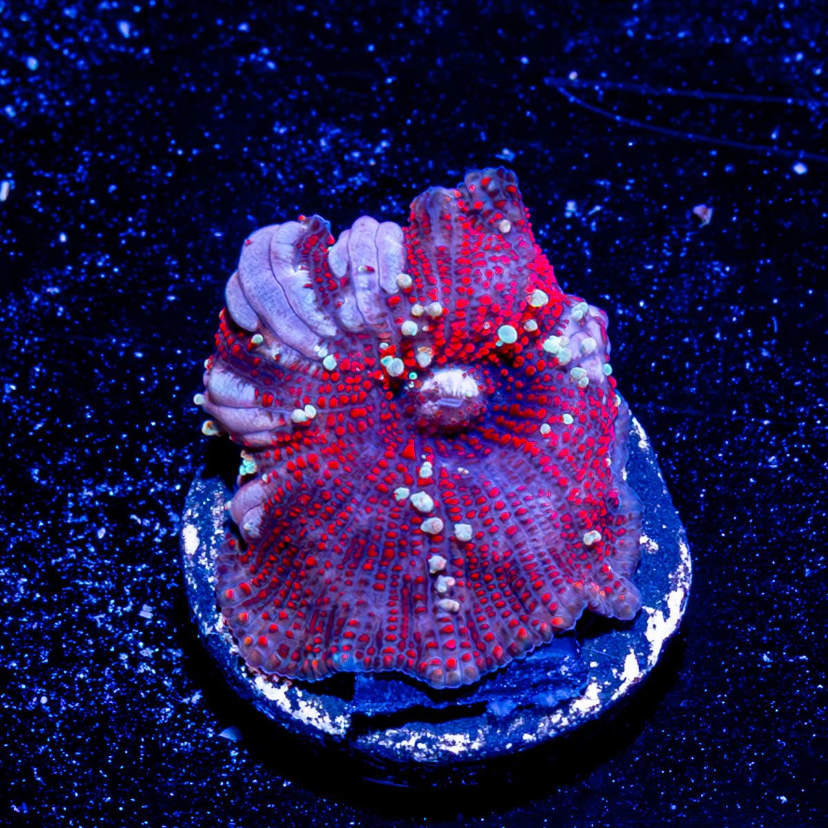 Acan / Micromussa - riptide aquaculture llc