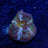 Acan / Micromussa - riptide aquaculture llc