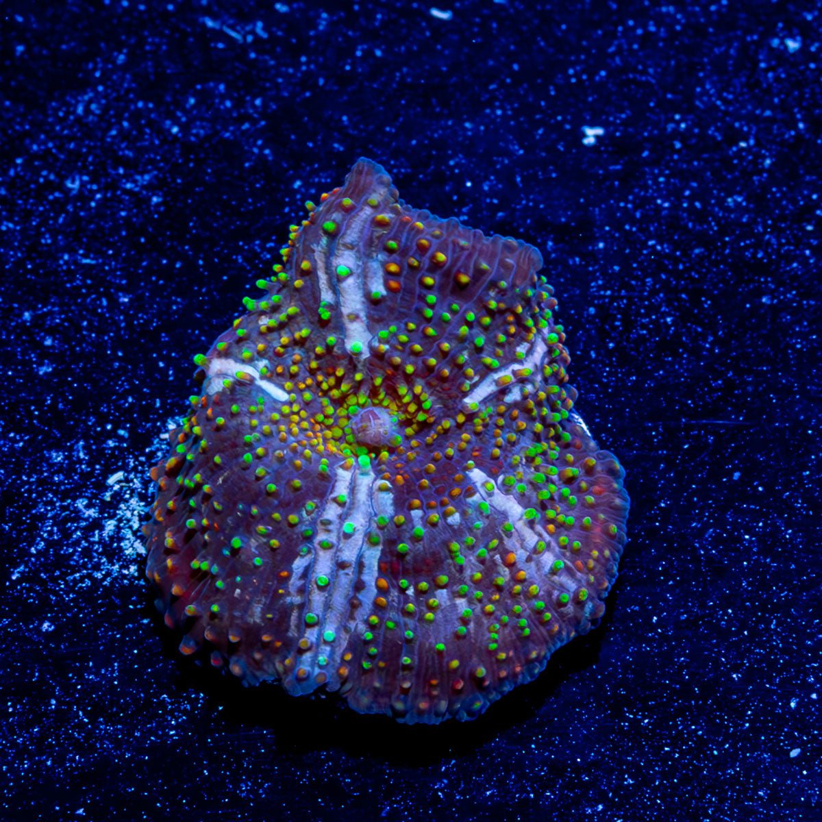 Acan / Micromussa - riptide aquaculture llc