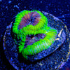 Green Goblin Favia - riptide aquaculture llc