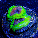 Green Goblin Favia - riptide aquaculture llc