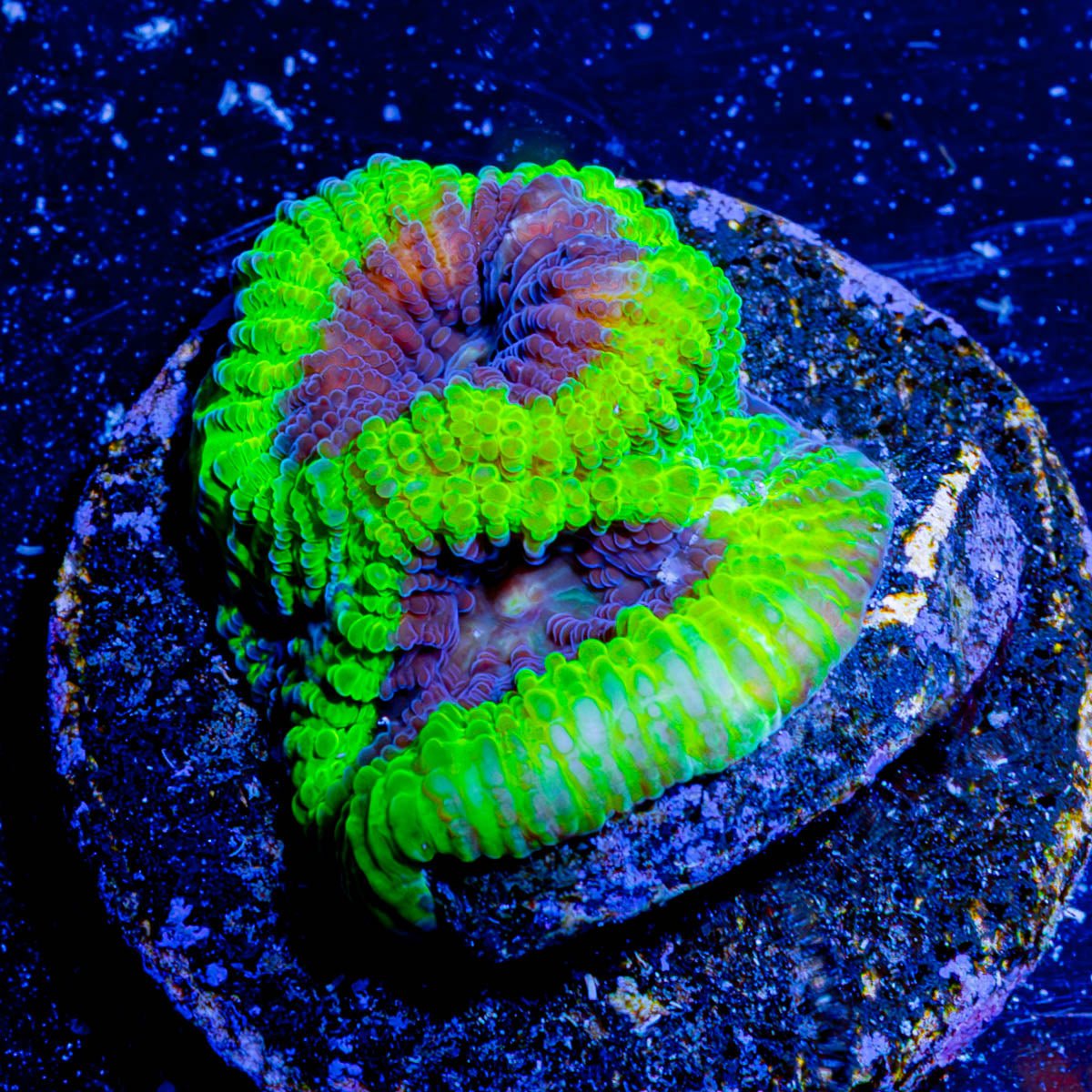Green Goblin Favia - riptide aquaculture llc