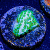 Seagrass Cypress - riptide aquaculture llc