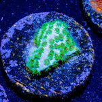 Seagrass Cypress - riptide aquaculture llc