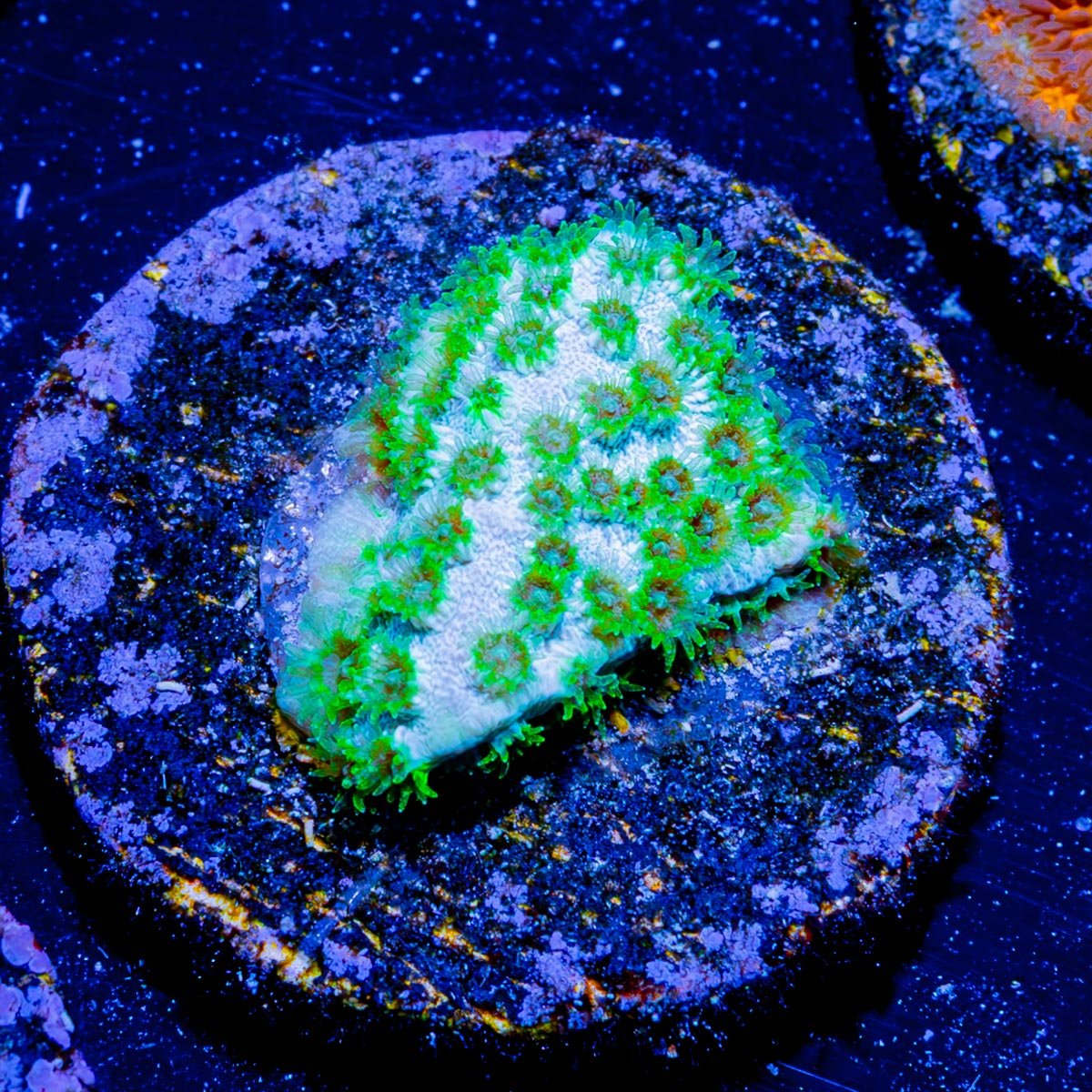 Seagrass Cypress - riptide aquaculture llc